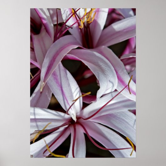 Poster Lilies (Devant)