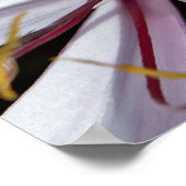 Poster Lilies (Coin)