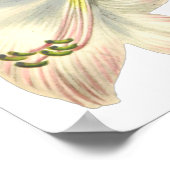 Poster Lilies Imprimer par Pierre-Joseph Redouté (Coin)