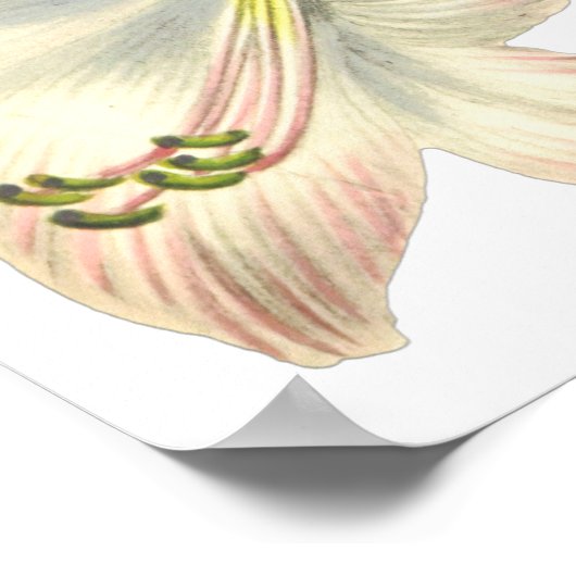 Poster Lilies Imprimer par Pierre-Joseph Redouté (Coin)