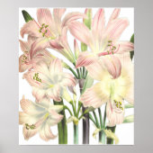 Poster Lilies Imprimer par Pierre-Joseph Redouté (Devant)