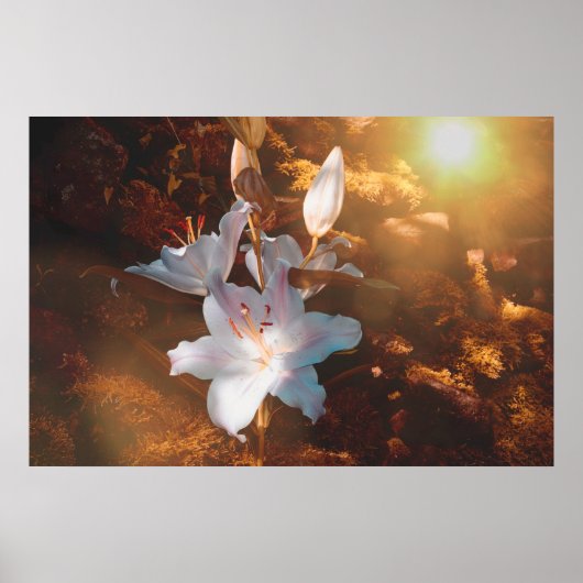 Poster Lilies magiques - (Devant)
