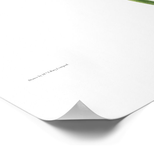 Poster Lilium canadense (Coin)