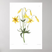 Poster Lilium canadense (Devant)