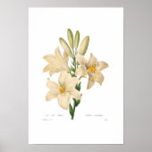 Poster Lilium candidum (Devant)