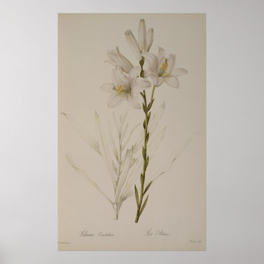 Poster Lilium Candidum, de "Les Liliacées", 1807 (Devant)