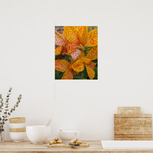 Poster Lilium Canna Jaune avec Fleurs à Taches Rouges