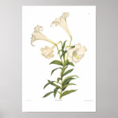 Poster Lilium longiflorum (Devant)