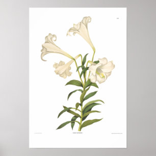 Poster Lilium longiflorum