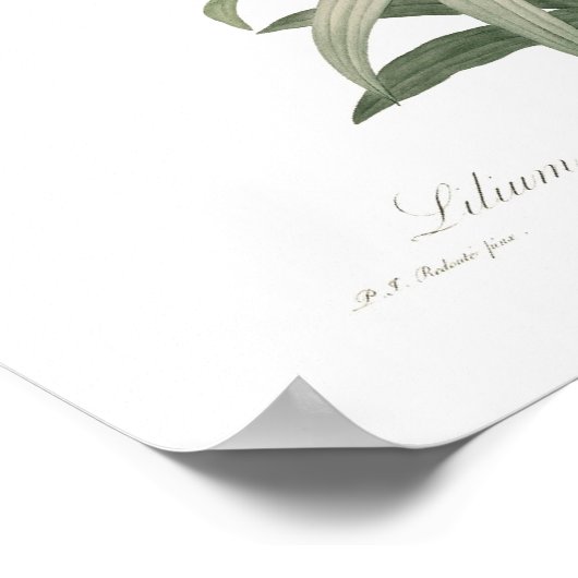 Poster Lilium penduliflorum (Coin)