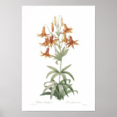 Poster Lilium penduliflorum (Devant)