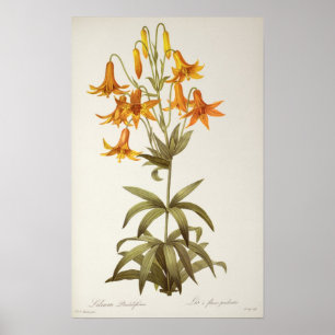 Poster Lilium Penduliflorum, de "Les Liliacees", 1811