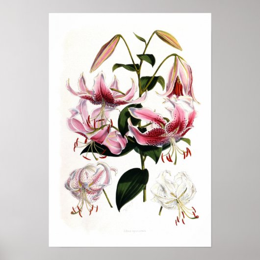 Poster Lilium speciosum (Devant)