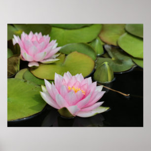 Poster Lillies d'eau