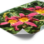 Poster Lillies rouges du Kentucky (Coin)