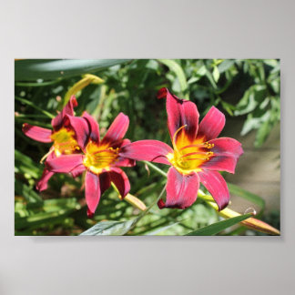 Poster Lillies rouges du Kentucky