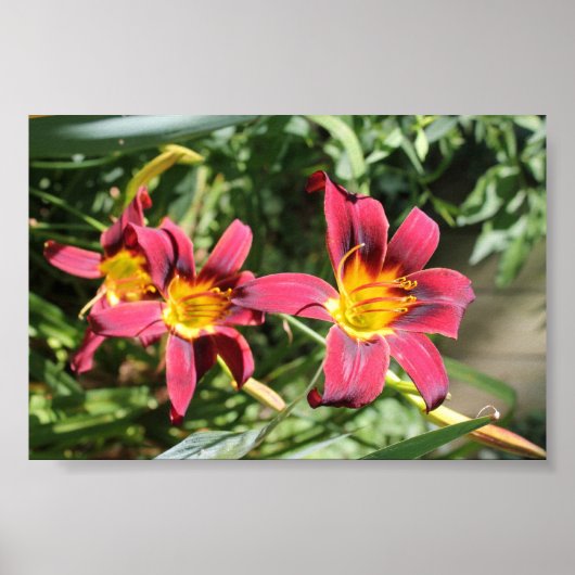 Poster Lillies rouges du Kentucky (Devant)