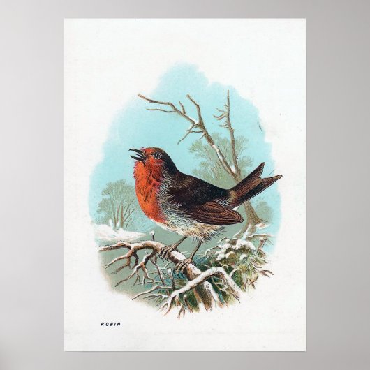 Poster L'illustration de Robin Vintage Bird (Devant)