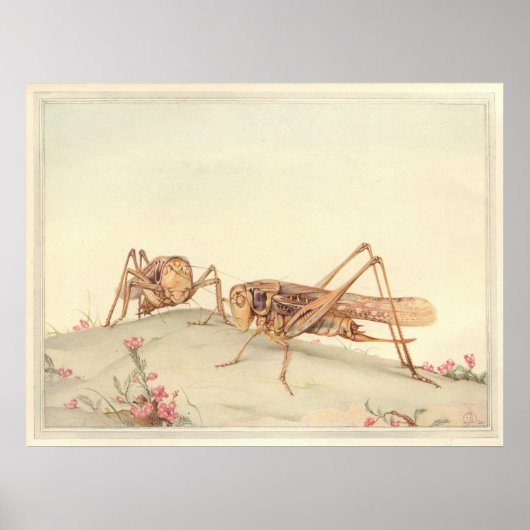 Poster L'illustration du livre d'insectes DECTICUS FACE B (Devant)