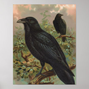 Poster L'illustration vintage commune d'oiseau de Raven