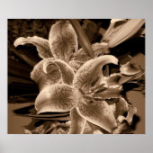 Poster lilly (Devant)