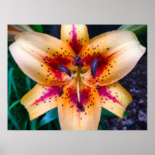 Poster Lily,