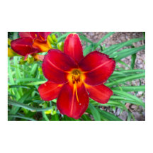 Lily,