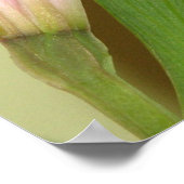 Poster Lily (Coin)