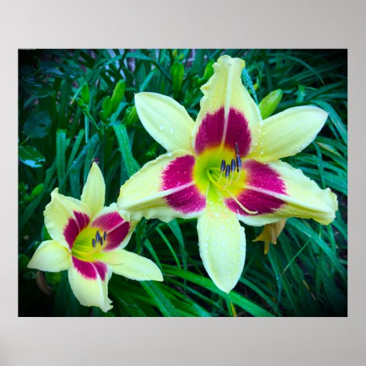 Poster Lily, (Devant)