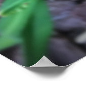 Poster Lily, (Coin)
