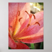 Poster Lily (Devant)