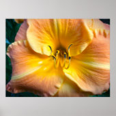 Poster Lily, (Devant)