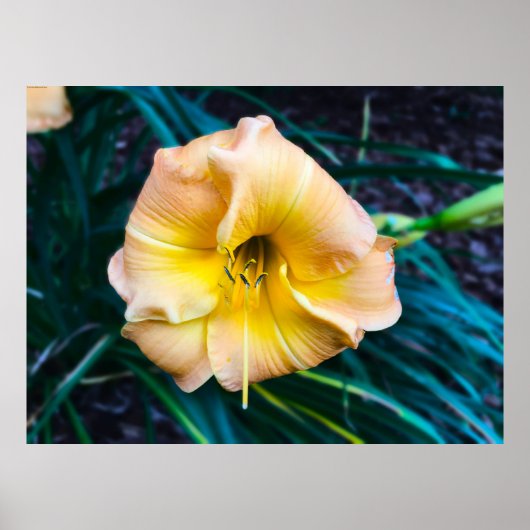 Poster Lily, (Devant)