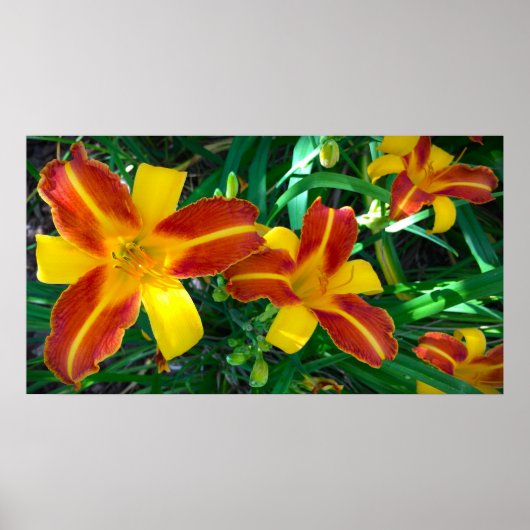 Poster Lily, (Devant)