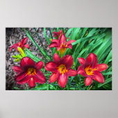 Poster Lily, (Devant)
