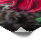 Poster Lily, (Coin)