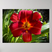 Poster Lily, (Devant)