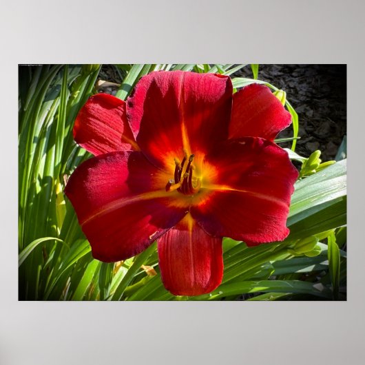 Poster Lily, (Devant)