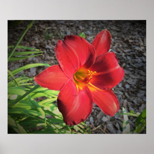 Poster Lily, (Devant)