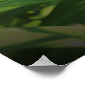 Poster Lily, (Coin)