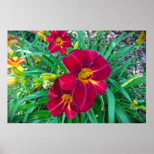Poster Lily,