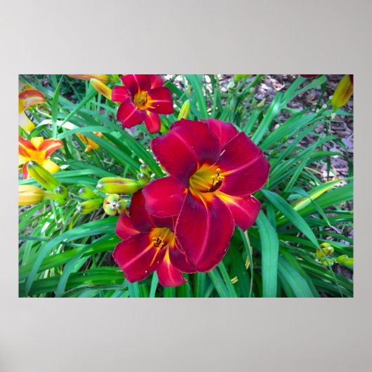 Poster Lily, (Devant)