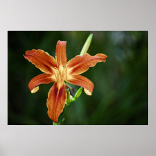 Poster Lily 6588 Imprimer