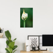 Poster Lily africaine, Praecox d'Agapanthus, Cap (Bureau à domicile)