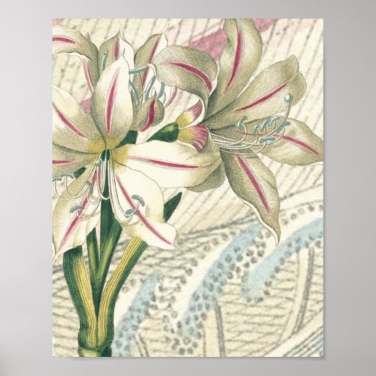 Poster Lily avec l'élargissement (Devant)