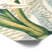 Poster Lily avec l'élargissement (Coin)