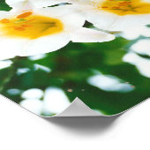 Poster Lily blanche - Lilium candidum (Coin)