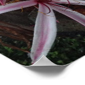 Poster Lily crinum pourpre de la reine Emma (Coin)