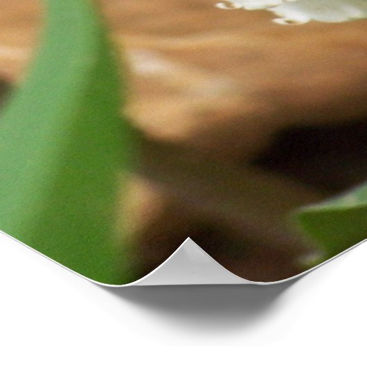 Poster Lily de la Vallée (Coin)