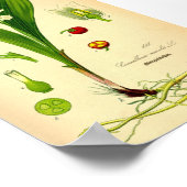 Poster Lily de la Vallée (Convallaria majalis) (Coin)